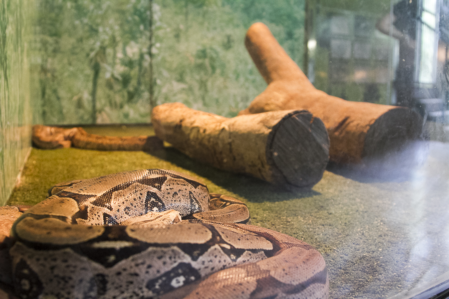 O Museu de Ciências mantém um serpentário que fornece a instituto do Rio de Janeiro veneno para produção de soro antiofídico |Foto: Filipe Castilhos/Sul21
