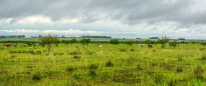 Campos no Departamento de Salto, norte do Uruguai. Segundo a Rede Campos Sulinos, eram assim os campos de Uruguaiana e Barra do Quaraí antes da sua quase completa transformação em lavouras de arroz. (Foto: Valério Pillar)