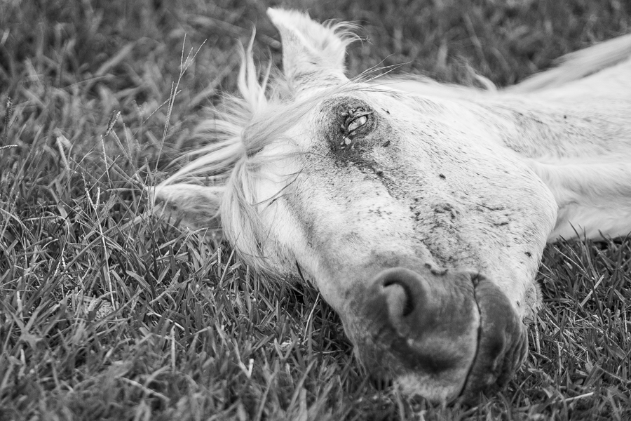 14/01/2016 - PORTO ALEGRE, RS, BRASIL - Matéria sobre haras na zona sul que recebe cavalos maltratados e abandonados. tags: EPTC, animais abandono maltratados, machucados. Foto: Guilherme Santos/Sul21