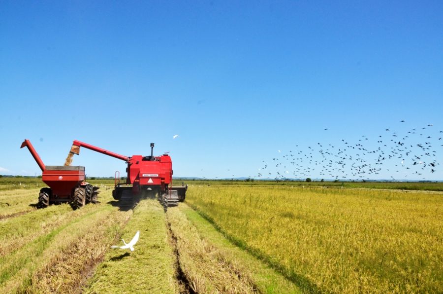 Para a safra 2015-2016 a estimativa é colher cerca de 480 mil sacas de grãos e sementes, numa área plantada de quase 5 mil hectares. (Foto: Tiago Gianichini)