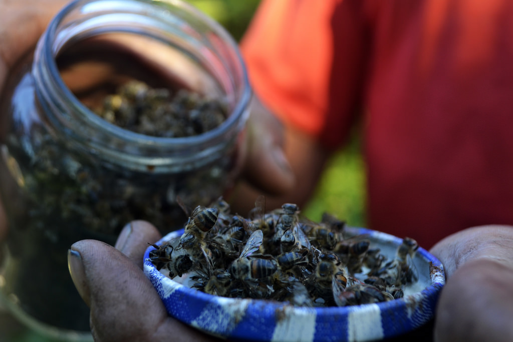 Apicultores afirmam que a mortandade de colmeias inteiras está liagda à soja transgênica. Foto: MST 