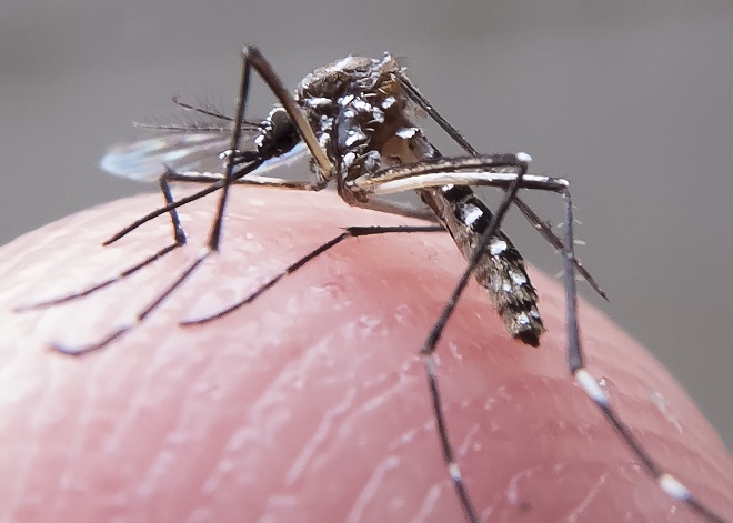 O mosquito Aedes aegypti, transmissor do vírus zika, também transmite o vírus da dengue e da febre chikungunya. Rafael Neddermeyer/ Fotos Públicas 