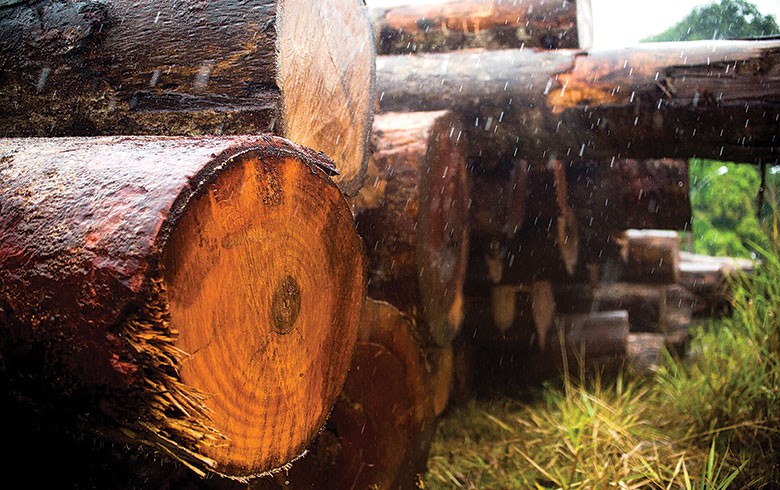 Toras de madeira extraídas ilegalmente da terra indígena Manoki apreendidas pelo Ibama em março. MARCELO CAMARGO/AGÊNCIA BRASIL 