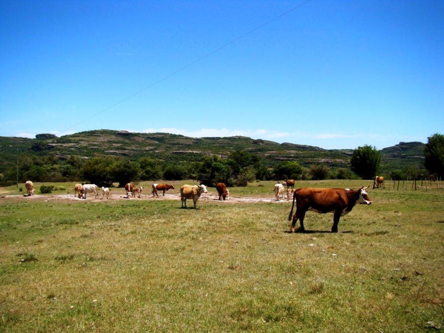 As extensas paisagens naturais da Serra do Sudeste são propícios para a pecuária familiar. A carne de qualidade produzida na região é comercialiazada nos municípios ||Foto: Site Alto Camaquã