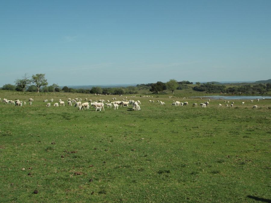 A criação de ovelhas é dos destaques da região e a carne de cordeiro é carro-chefe da marca Alto Camaquã |Foto: Site Alto Camaquã