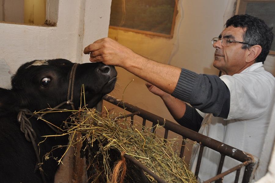 Pesquisador da Fepagro Saúde Animal, João Ricardo Martins estuda o controle do carrapato comum dos bovinos|Foto Solange Brum