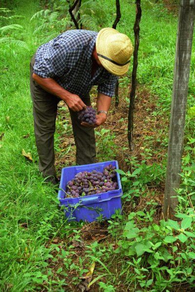 Pesquisadores desenvolvem pesquisas com a fruticultura na Serra ||Fernando Dias/Seapi