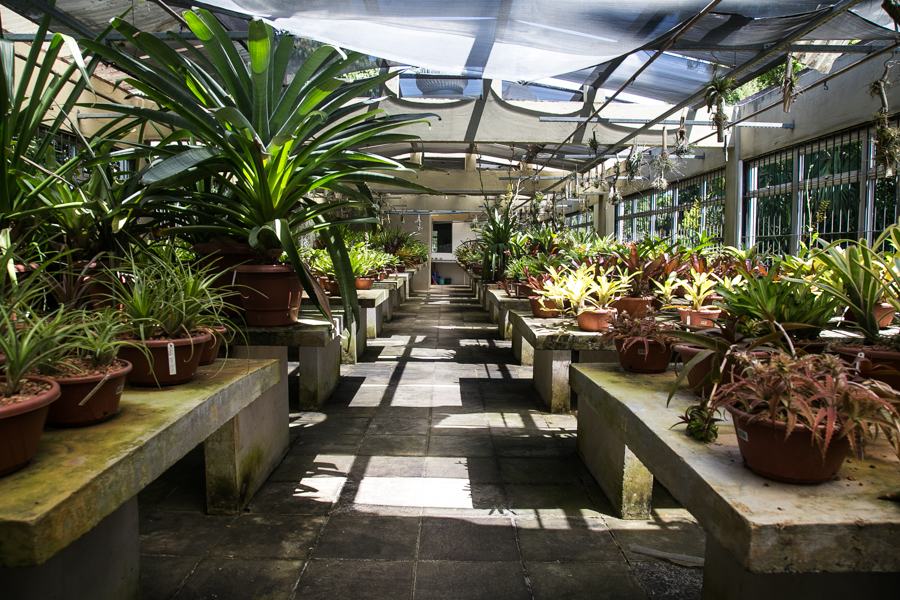 O Jardim Botânico possui estufas com coleções de bromélias, orquídeas, cactos, suculentas e outras plantas, que são acessadas por pesquisadores do Brasil e do Exterior. (Foto: Maia Rubim/Sul21)